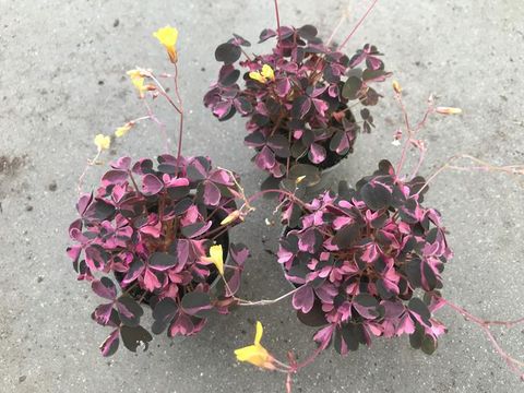 Oxalis vulcanicola 'Plum Crazy'