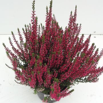 Calluna vulgaris GARDEN GIRLS LOKI