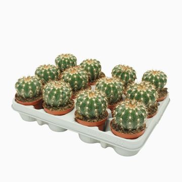 Melocactus broadwayi