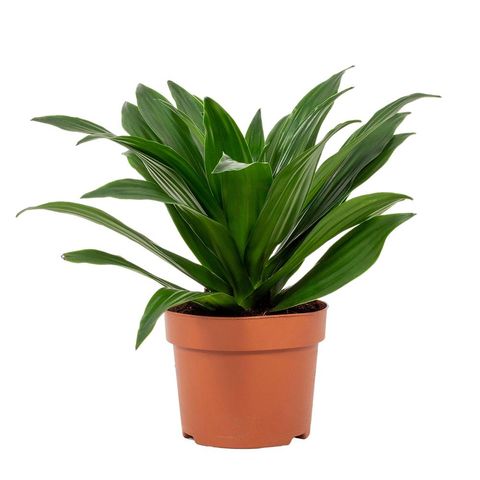 Dracaena fragrans 'Compacta'