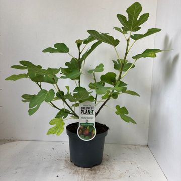 Ficus carica 'Del Portogallo'