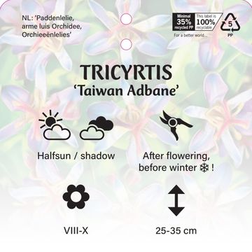 Tricyrtis hirta 'Taiwan Adbane'