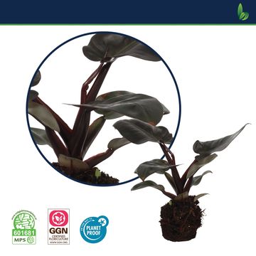 Philodendron BLACK CARDINAL