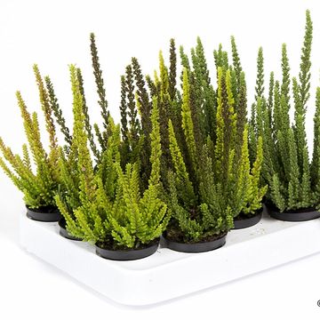 Calluna vulgaris SKYLINE MIX