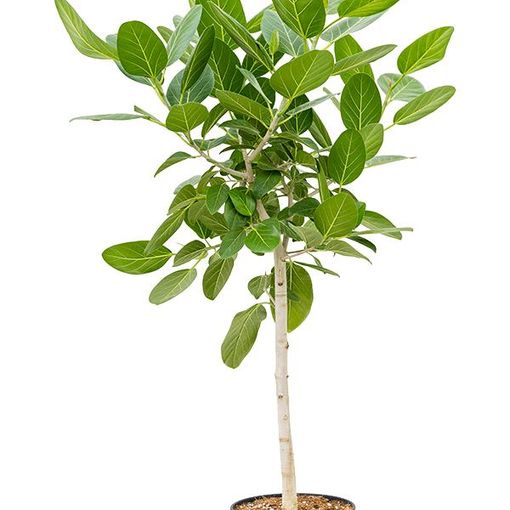 Ficus benghalensis 'Audrey'