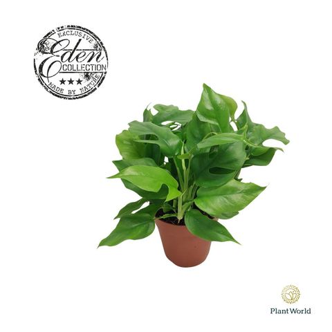 Monstera deliciosa 'Piccolo'