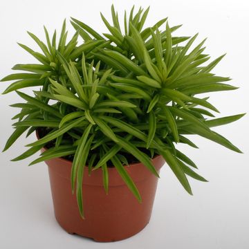Peperomia 'Sweet Spark'