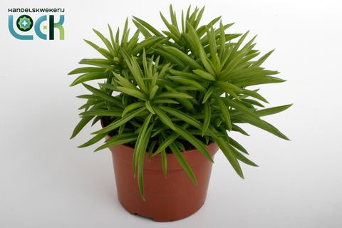 Peperomia 'Sweet Spark'