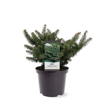 Abies balsamea 'Nana'