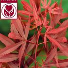 Acer palmatum 'Shaina'