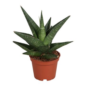 Sansevieria Kabato