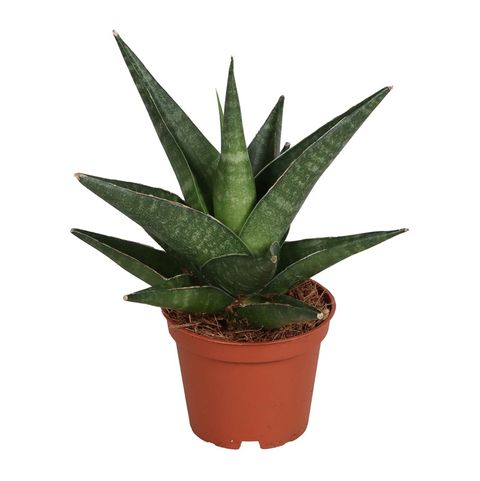 Sansevieria Kabato
