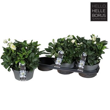 Helleborus niger 'Christmas Carol'