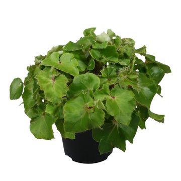 Begonia JUNGLE WONDERS MIX