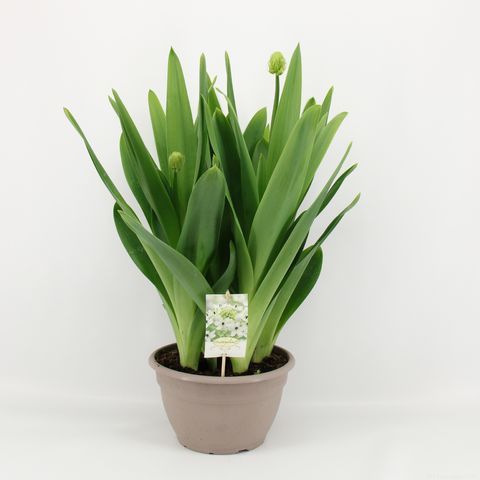 Ornithogalum saundersiae