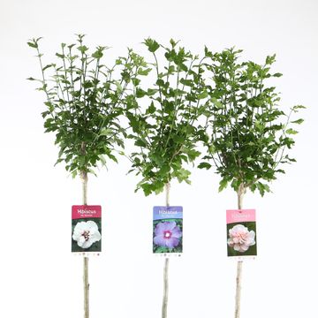 Hibiscus syriacus MIX