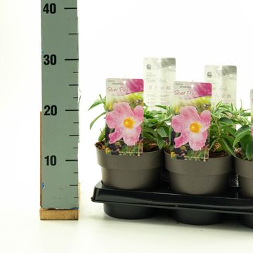 Cistus 'Silver Pink'