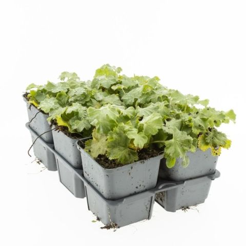 Alchemilla mollis