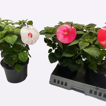 Hibiscus moscheutos LUNA MIX
