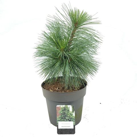 Pinus x schwerinii 'Wiethorst'