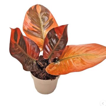Philodendron BLACK CARDINAL VARIEGATA