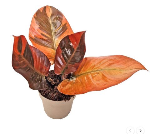Philodendron BLACK CARDINAL VARIEGATA