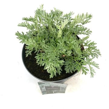 Artemisia 'Powis Castle'