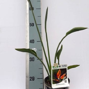 Strelitzia juncea