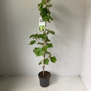 Vitis 'Vroege van der Laan'