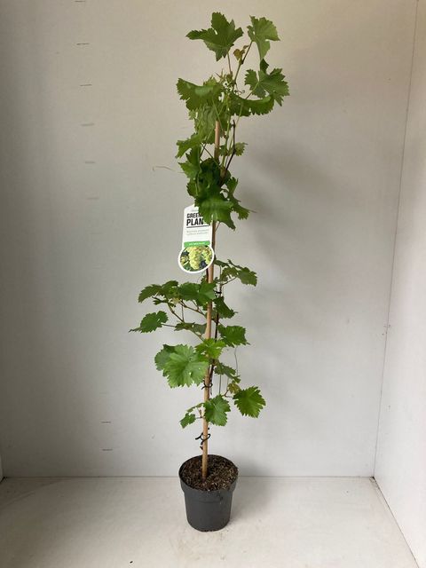 Vitis 'Vroege van der Laan'