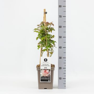 Rosa SCHLOSS IPPENBURG / PRINCE JARDINIER