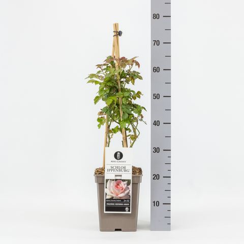 Rosa SCHLOSS IPPENBURG / PRINCE JARDINIER