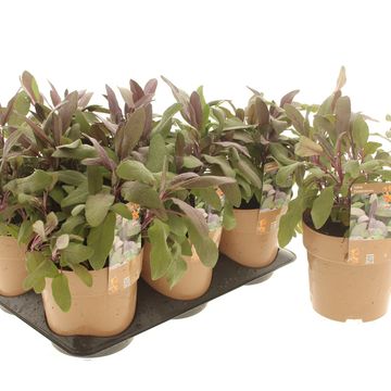 Salvia officinalis 'Purpurascens'