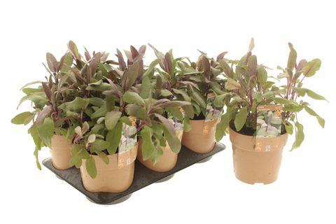 Salvia officinalis 'Purpurascens'