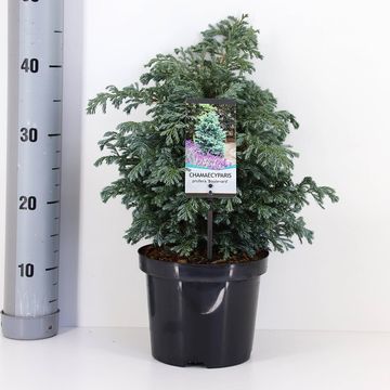Chamaecyparis pisifera 'Boulevard'