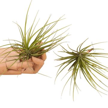 Tillandsia caulescens