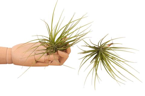 Tillandsia caulescens