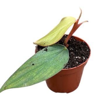 Filodendro burle-marxii 'Fantasy'