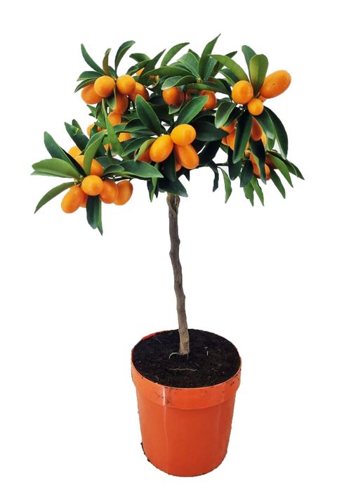 Citrus japonica