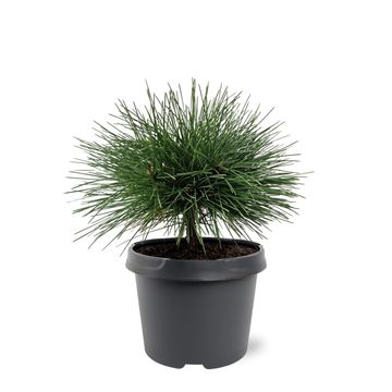 Pinus resinosa 'Pillnitz'