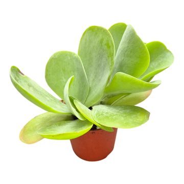 Kalanchoe thyrsiflora