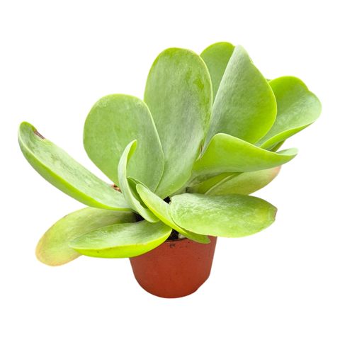 Kalanchoe thyrsiflora