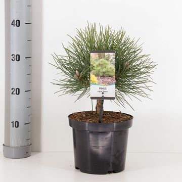 Pinus nigra 'Nana'