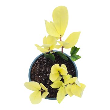 Zamioculcas zamiifolia 'Chameleon'