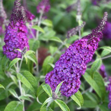 Buddleja BUZZ PINK PURPLE