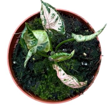 Syngonium 'Pink Rolli'