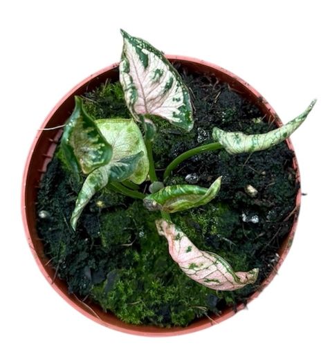Syngonium 'Pink Rolli'