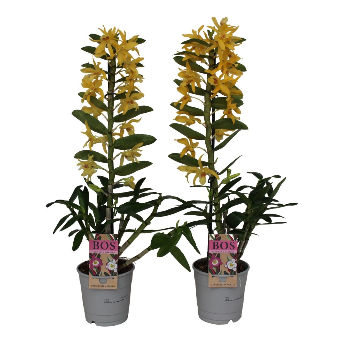 Dendrobium Nobile STAR CLASS CHYOMI Plant Wholesale FlorAccess Dendrobium Nobile STAR CLASS CHYOMI Plant Wholesale FlorAccess