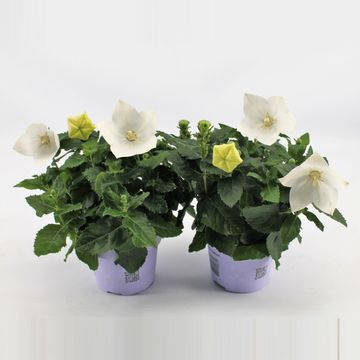 Platycodon grandiflorus 'Astra White'