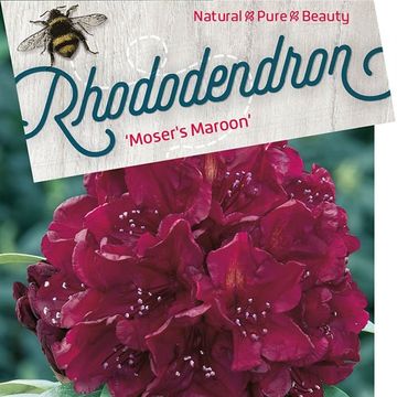 Rhododendron 'Moser's Maroon'